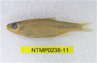 藏品(平頜鱲)的圖片